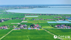 霍邱鸡蛋正在上海卖了60